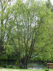 Salix daphnoides. Mature tree in Christchurch Botanic Garden.
 Image: D. Glenny © Landcare Research 2020 CC BY 4.0